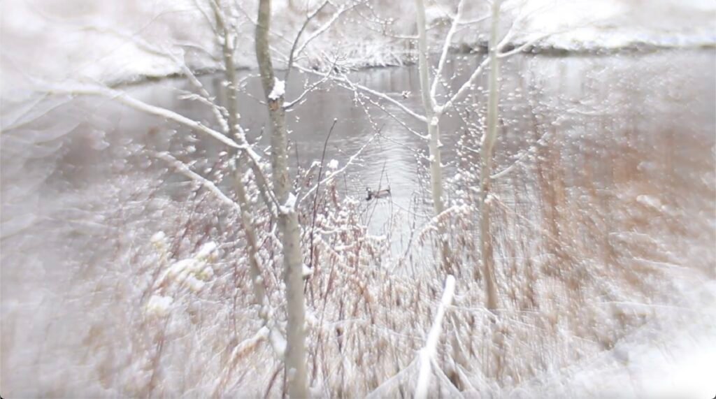 Winter Blur 1, Roshi Von Tech